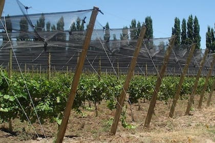 Otro de los rubros incluidos corresponde a las mallas antigranizo