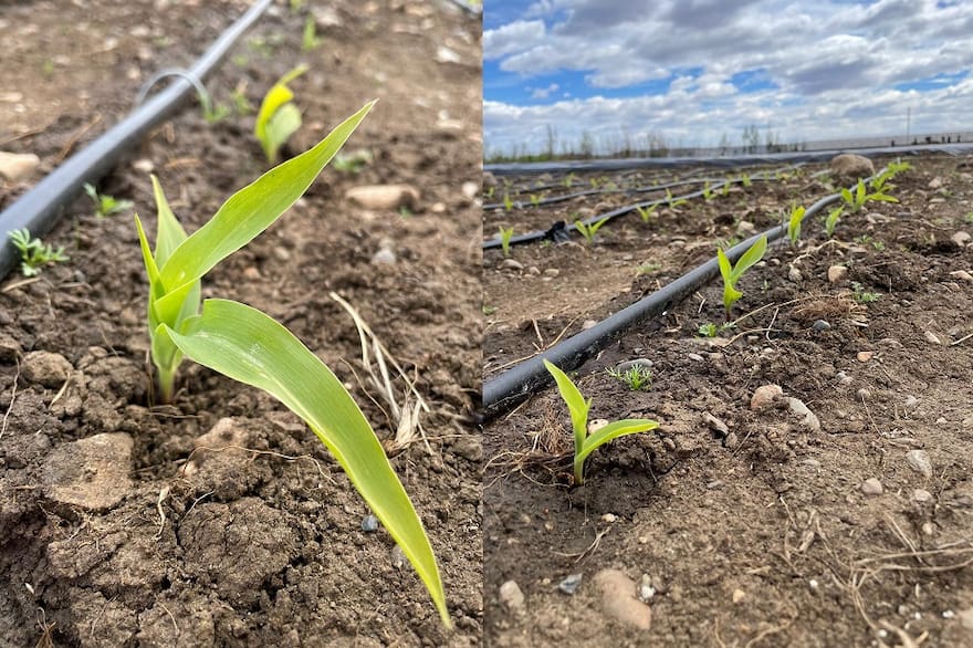 Maíz en el extremo sur: ensayos del INTA buscan correr la frontera agrícola hasta Santa Cruz