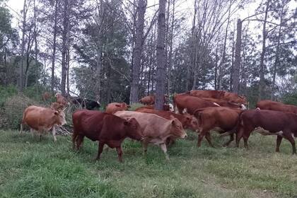 Otro lote de Carrizo, que invirtió en el agro desde otro rubro