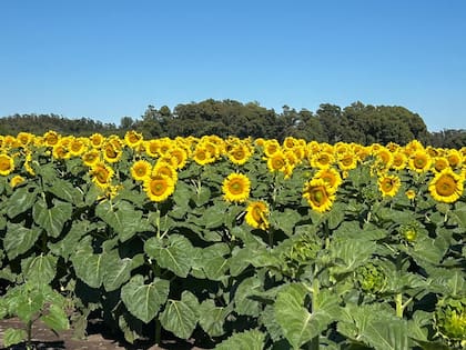 Otro punto es evitar los herbicidas hormonales, dada la susceptibilidad del girasol, siendo solo recomendados para barbechos largos