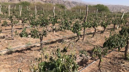 Otro viñedo dañado por la helada en Mendoza