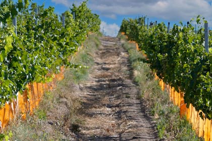 Otronia (Chubut), una de las bodegas más australes del mundo.