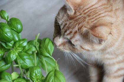 Otros animales carnívoros también comen plantas, pero lo hacen por otros motivos