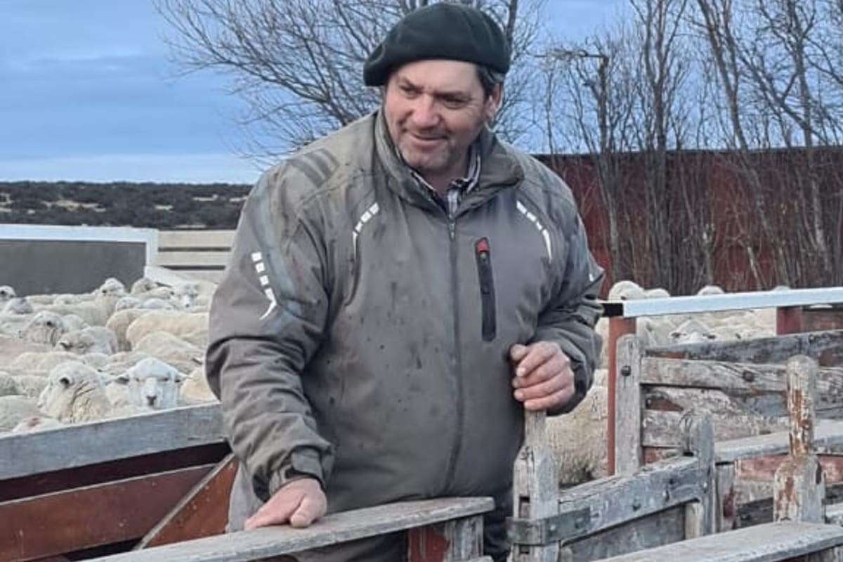 Otros tiempos en la estancia La Argentina, donde el productor ovino Cristian Halliday trabajaba sus ovejas en la manga