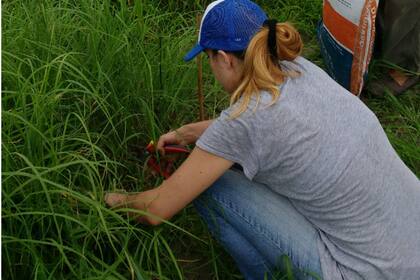 Otros tiempos, Fassiano realizando trabajos para su investigación en pasturas para ganadería