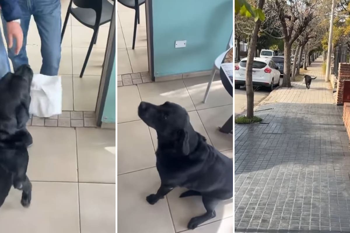 Otto, el perro "changarín" de los mandados