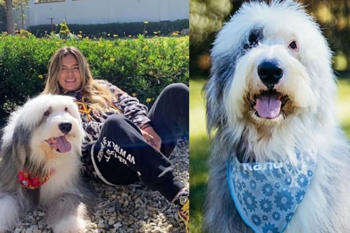 Otto es famoso en redes sociales y cuenta con su propio perfil en Instagram, donde lo siguen 241 mil personas