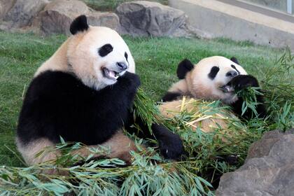 Ouhin y Touhin, gemelos panda gigantes, comen palitos de bambú el 24 de marzo de 2017 en el Adventure World de Shirahama, en el oeste de Japón. (Kyodo News vía AP)