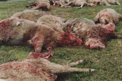Ovejas atacadas por los perros asilvestrados en la zona de Río Grande