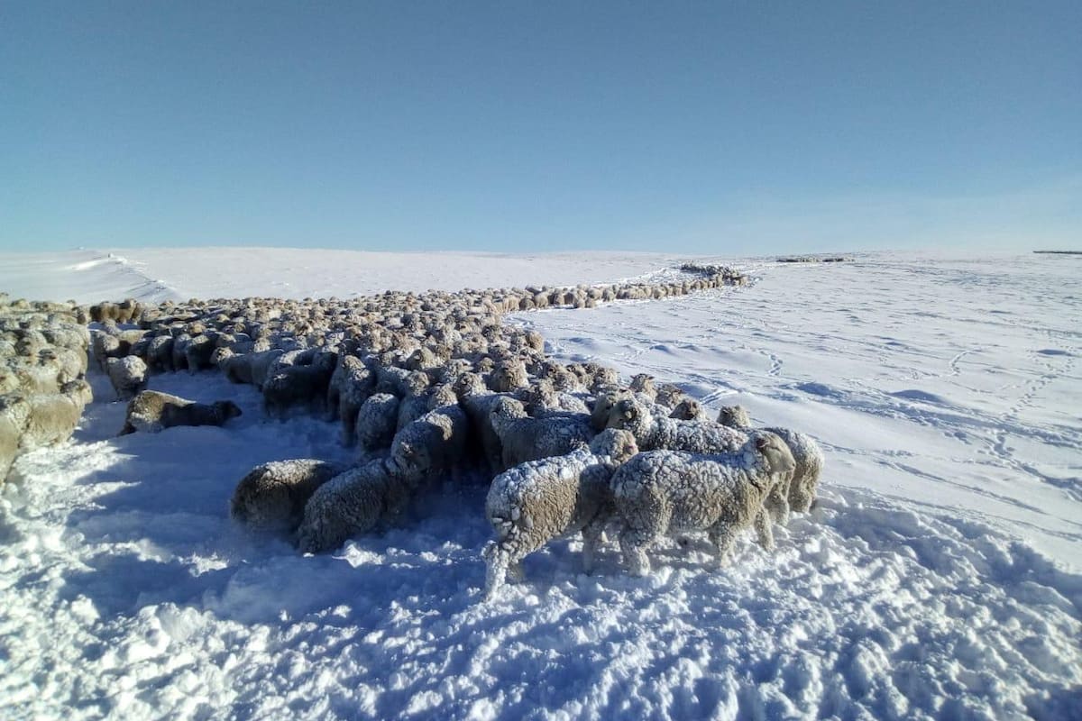 Ovejas con nieve en los campos de Santa Cruz