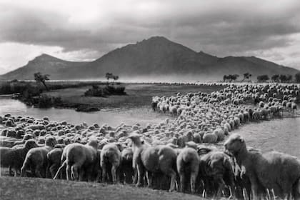 Ovejas en El Vado, valle de El Maitén. ca 1938.