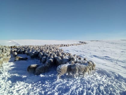 Ovejas en medio de la nieve, Santa Cruz.