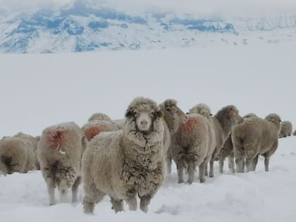 Ovejas merino multipropósito en la estancia Rupai Pacha, Santa Cruz