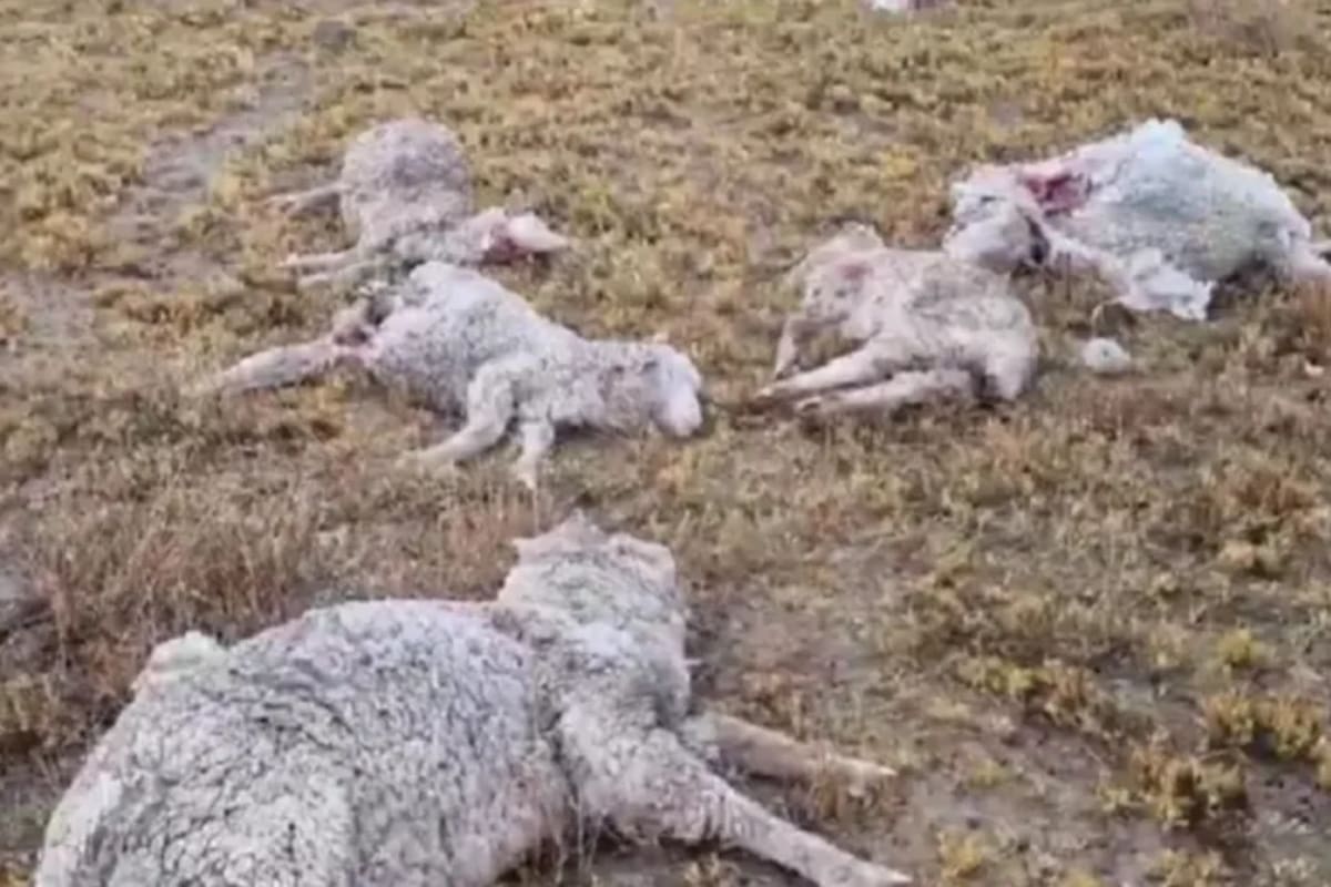Ovejas muertas en Chubut