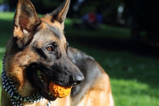 La heroica hazaña por la que hoy se celebra el Día del Perro en la Argentina
