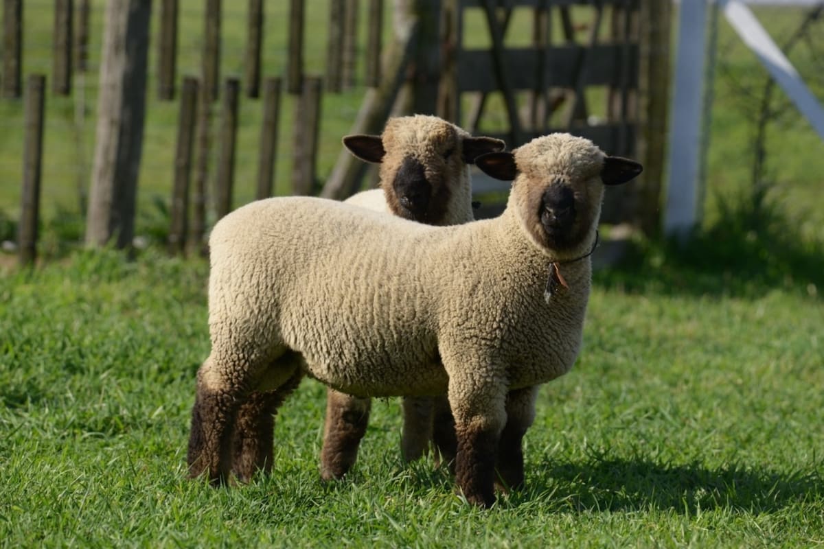 Ovinos de la raza Hampshire Down