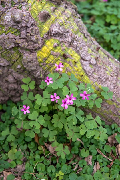 Oxalis articulata reacciona ante la proximidad de la lluvia levantando sus hojas