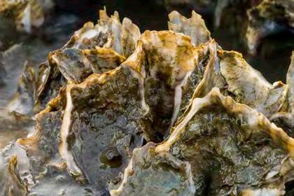 Oyster reefs are the world's most threatened marine habitat, with an estimated 85% lost globally. (Photo: Mary Kay Inc.)