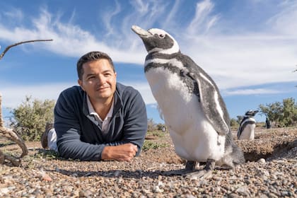 Pablo Borboroglu estudia y protege desde hace tres décadas a los pingüinos