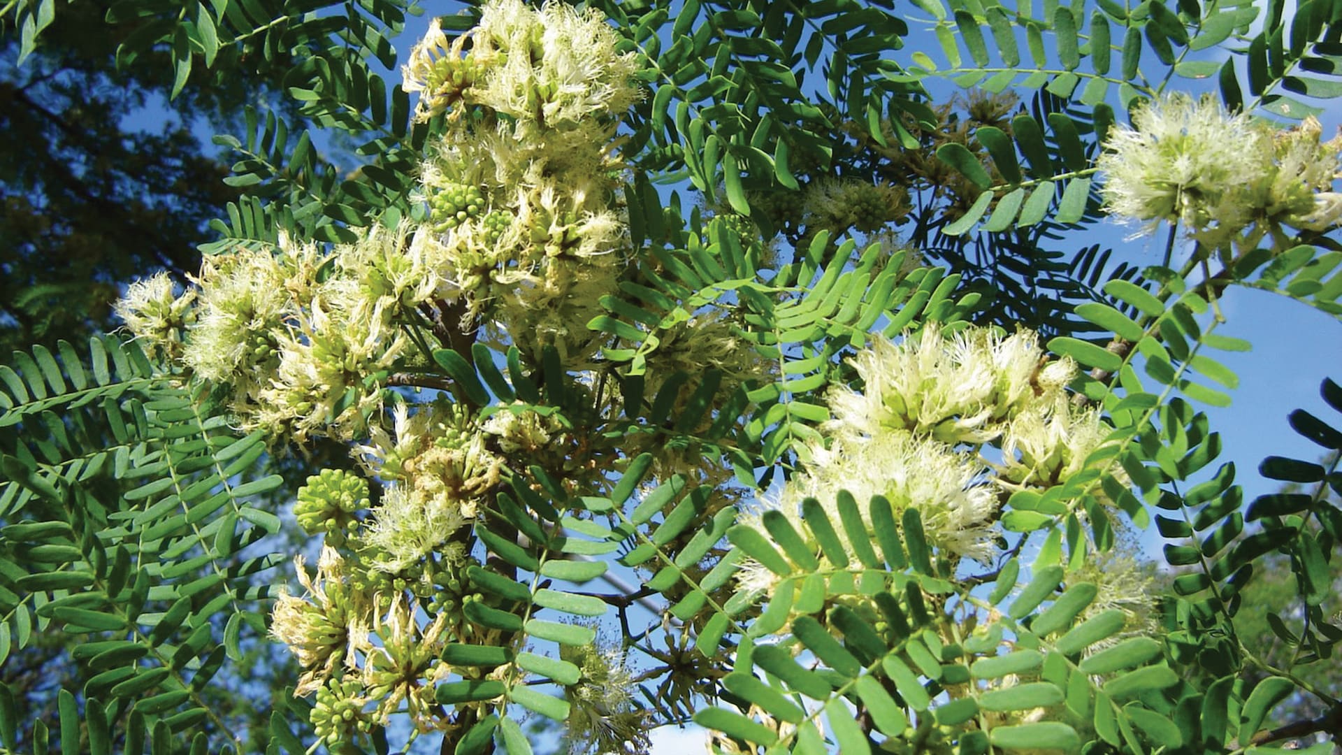 Pacará, un árbol nativo bellísimo, característico, entre otras cosas, por sus frutos con forma de oreja.