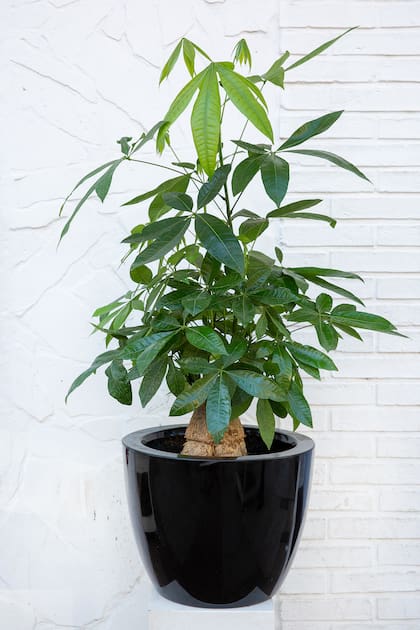 Pachira aquatica: llamativa y muy original, forma parte de las nuevas tendencias en decoración