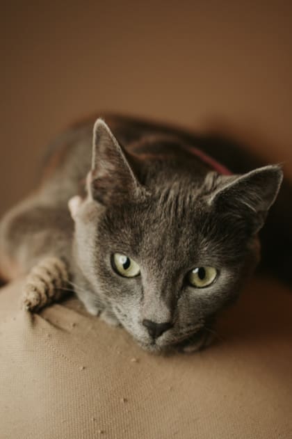 Pacíficos, analíticos y hogareños: cómo son los gatos grises (Foto: Freepik)