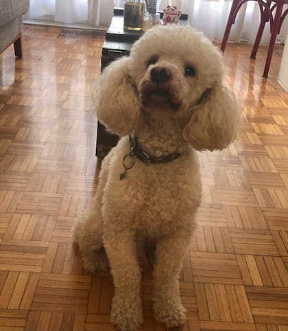 Paco recibió entrenamiento para superar sus problemas de angustia por separación