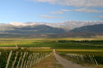 Viñedos del Valle de Pedernal, en San Juan