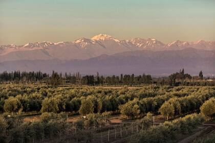 Paisaje imponente: los olivares custodiados por la cordillera de los Andes, en Mendoza