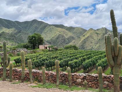 Paisajes bellos para los viñedos de Yacochuya.
