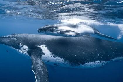 Países mediterráneos deben reducir 6% de emisiones al año para que el mar no se caliente más de 2ºC,