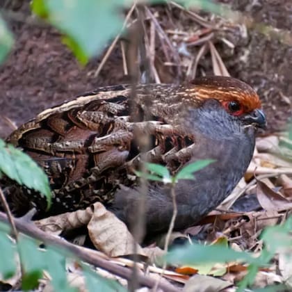 Pájaro urú