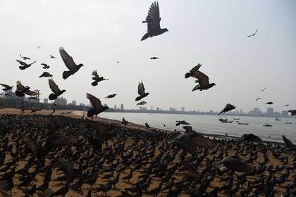 El confinamiento humano permite el retorno de la naturaleza a algunas ciudades