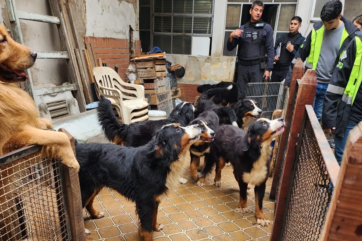 Pájaros muertos y perros hacinados en un criadero clandestino en Pompeya