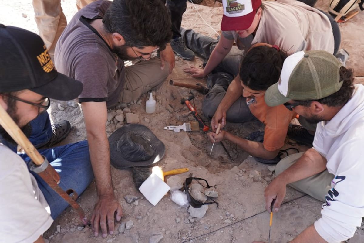 Paleontólogos del Conicet descubrieron un huevo de dinosaurio carnívoro en Río Negro durante la"Expedición Cretácica