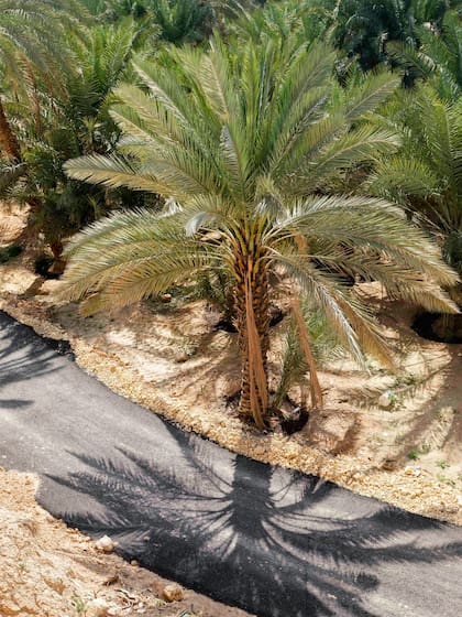 Palmera datilera.