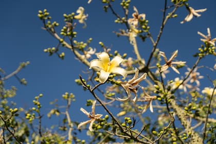 Palo borracho amarillo en flor.