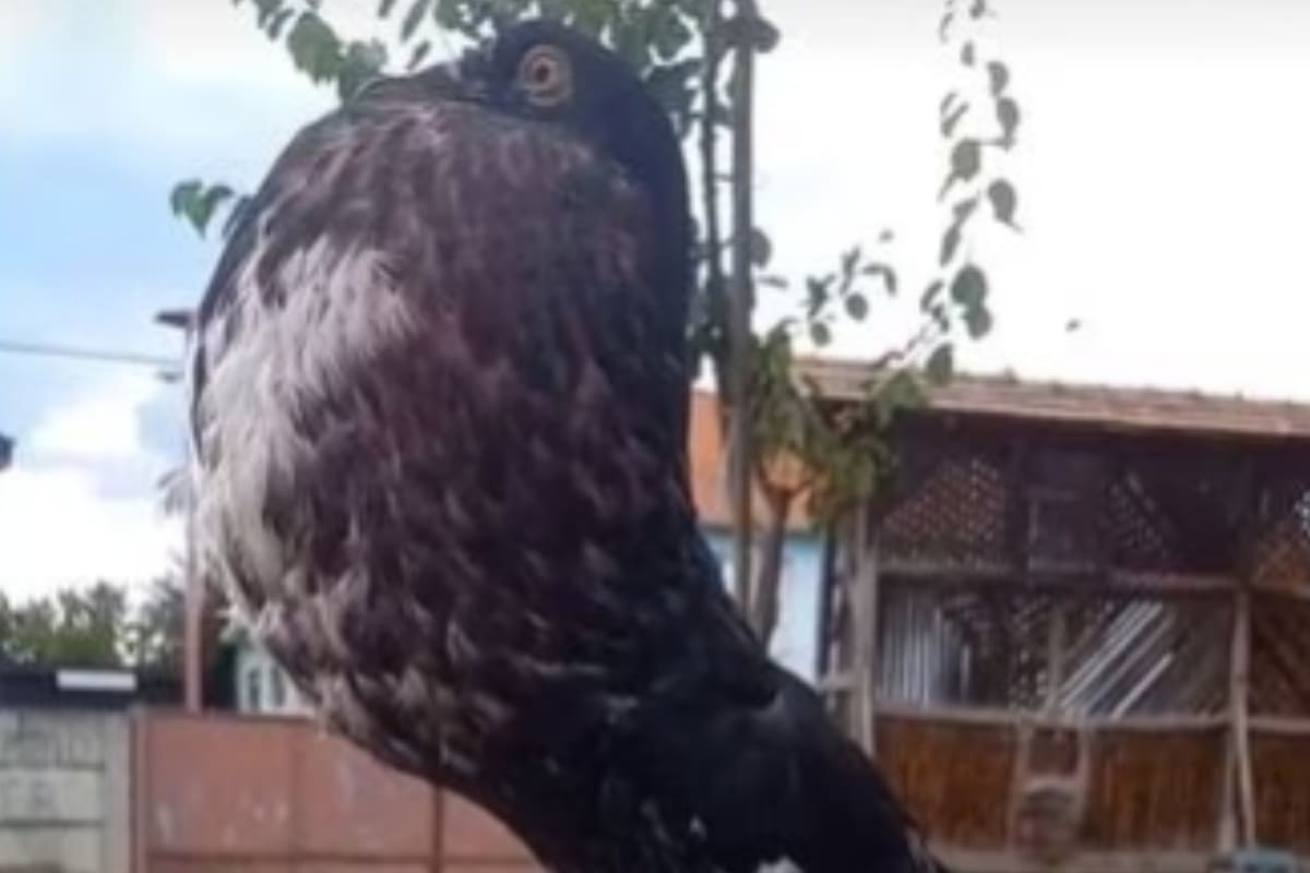 Paloma inglesa, la cual tiene características morfológicas que llaman la atención (Foto: TikTok: @pigeonstv)