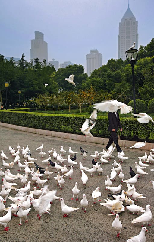 Palomas en la Plaza del Pueblo de Shangai.