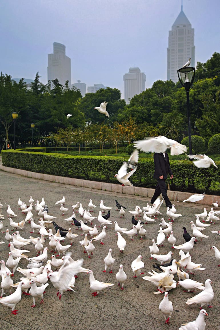 Palomas en la Plaza del Pueblo de Shangai.