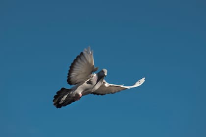 Palomas mensajeras: Una pasión que sigue vigente.