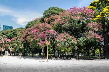 Palos borrachos en la Plaza San Martín, Retiro, Buenos Aires