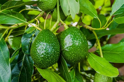 La palta o aguacate es una fruta deliciosa rica en grasas saludables