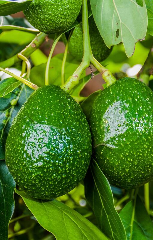 Una planta tropical que se puede cultivar fácilmente en casa