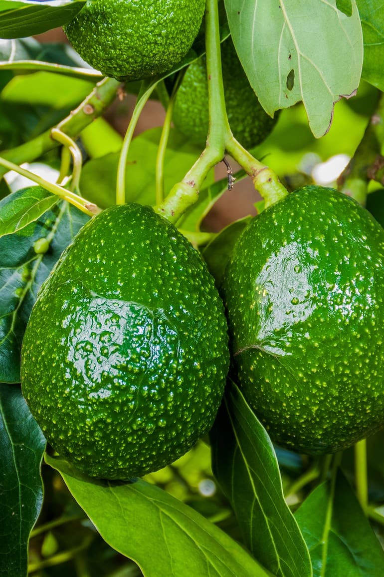 Una planta tropical que se puede cultivar fácilmente en casa