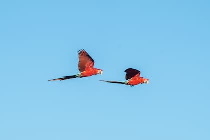 Pampa y Toba, los hermanos de Charrúa, continúan volando en libertad sobre los Esteros del Iberá