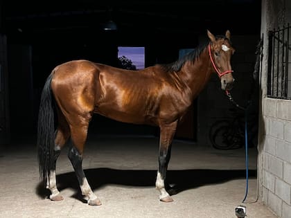 Pampero, de tres años, nació en el haras cordobés.