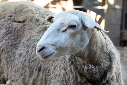 Pampinta es el nombre de la raza de las ovejas lecheras del tambo