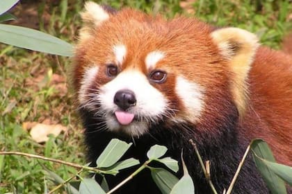 Un panda rojo del zoológico de Moscú en Rusia, se hizo famoso en las redes sociales por su reacción ante el descubrimiento de una cámara oculta