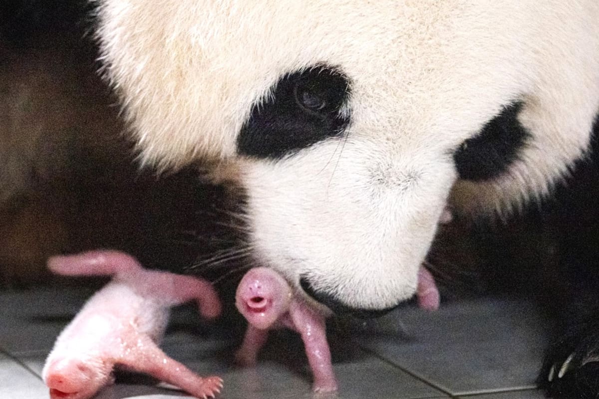 Pandas gemelas. Everland